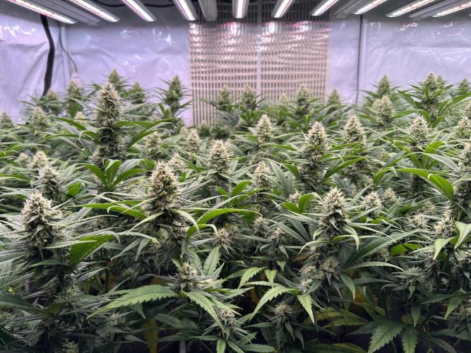 Amnesia CloneOnly LS DryAmend Run #1. Week 11 - FLO DAY 36