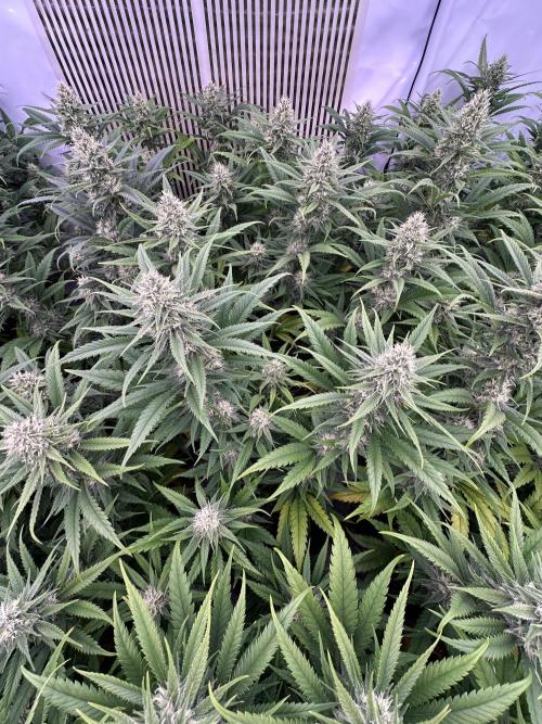 Amnesia CloneOnly LS DryAmend Run #1. Week 11 - FLO DAY 36