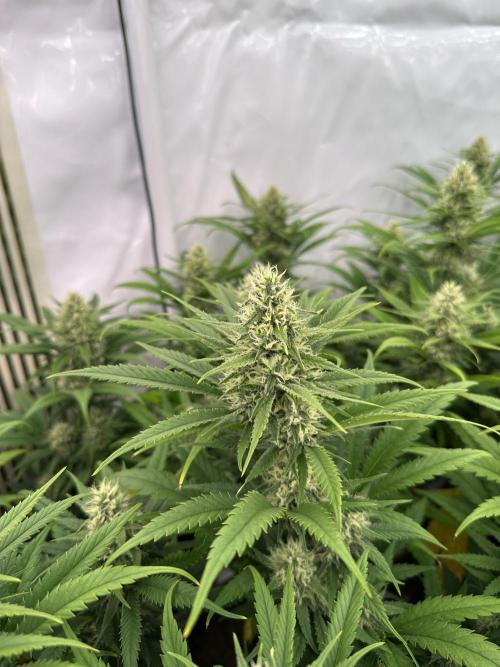 Amnesia CloneOnly LS DryAmend Run #1. Week 11 - FLO DAY 36