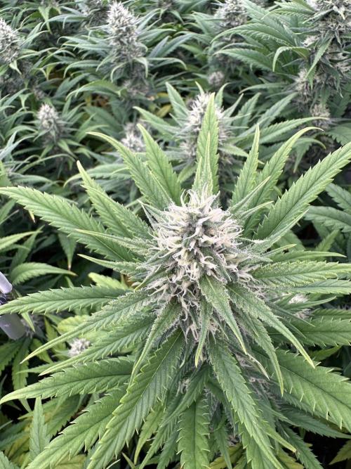 Amnesia CloneOnly LS DryAmend Run #1. Week 11 - FLO DAY 36
