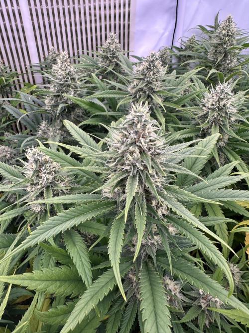 Amnesia CloneOnly LS DryAmend Run #1. Week 12 - FLO DAY 43