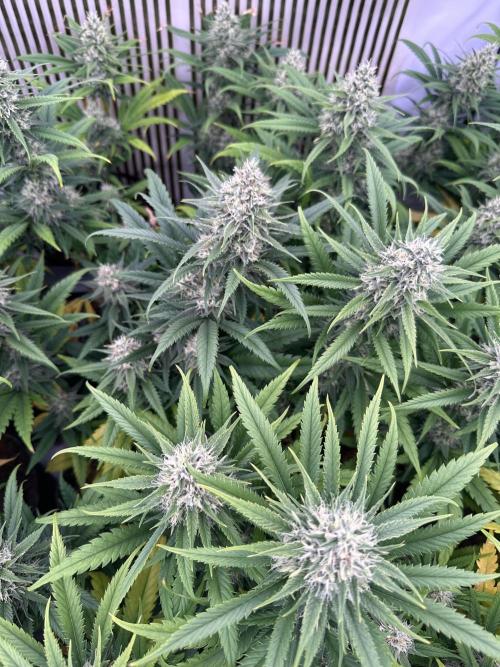 Amnesia CloneOnly LS DryAmend Run #1. Week 12 - FLO DAY 43