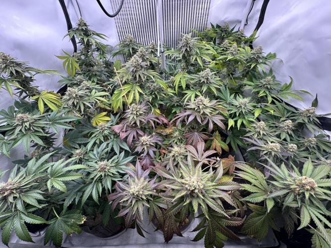 Blue Honey Keeper Hunt LS Run #1. Week 11 - FLO DAY 43
