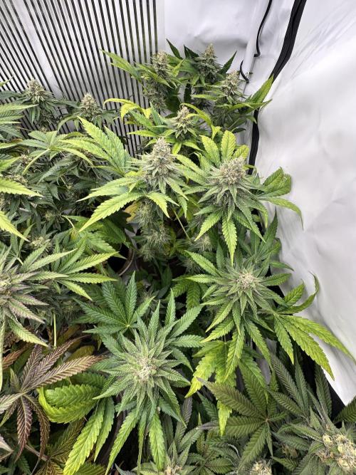 Blue Honey Keeper Hunt LS Run #1. Week 11 - FLO DAY 43 BH2
