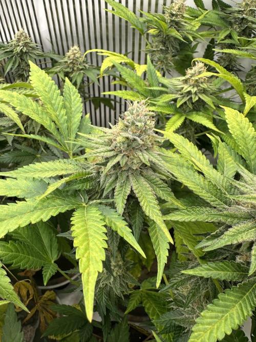 Blue Honey Keeper Hunt LS Run #1. Week 11 - FLO DAY 43 BH2
