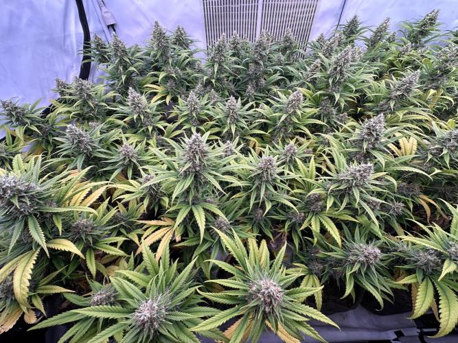 Amnesia CloneOnly LS DryAmend Run #1. Week 13 - FLO DAY 50
