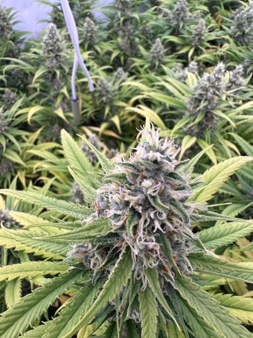 Amnesia CloneOnly LS DryAmend Run #1. Week 13 - FLO DAY 50
