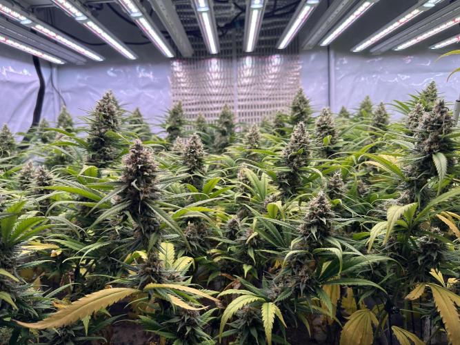 Amnesia CloneOnly LS DryAmend Run #1. Week 13 - FLO DAY 50
