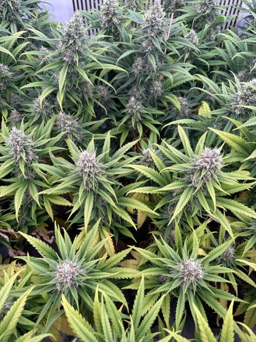 Amnesia CloneOnly LS DryAmend Run #1. Week 13 - FLO DAY 50
