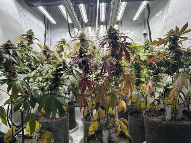 Blue Honey Keeper Hunt LS Run #1. Week 12 - FLO DAY 50
