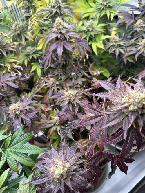 Blue Honey Keeper Hunt LS Run #1. Week 12 - FLO DAY 50 BH1
