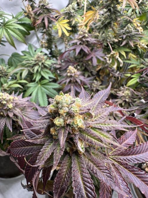 Blue Honey Keeper Hunt LS Run #1. Week 12 - FLO DAY 50 BH1
