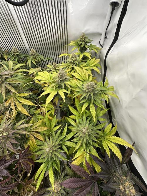 Blue Honey Keeper Hunt LS Run #1. Week 12 - FLO DAY 50 BH2
