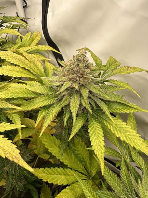 Blue Honey Keeper Hunt LS Run #1. Week 12 - FLO DAY 50 BH2
