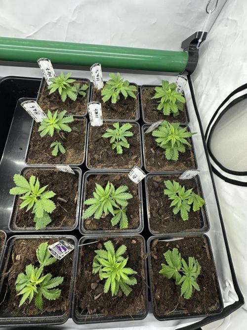 Henni Qolada Keeper Hunt LS Run #1. Week 1 - VEG DAY 01