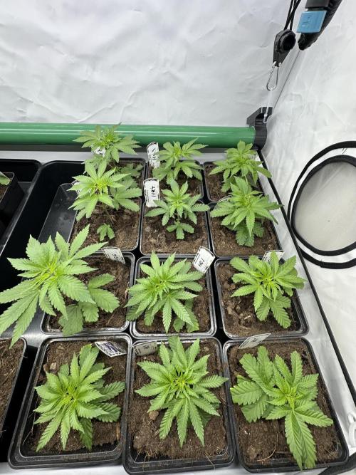 Henni Qolada Keeper Hunt LS Run #1. Week 2 - VEG DAY 8
