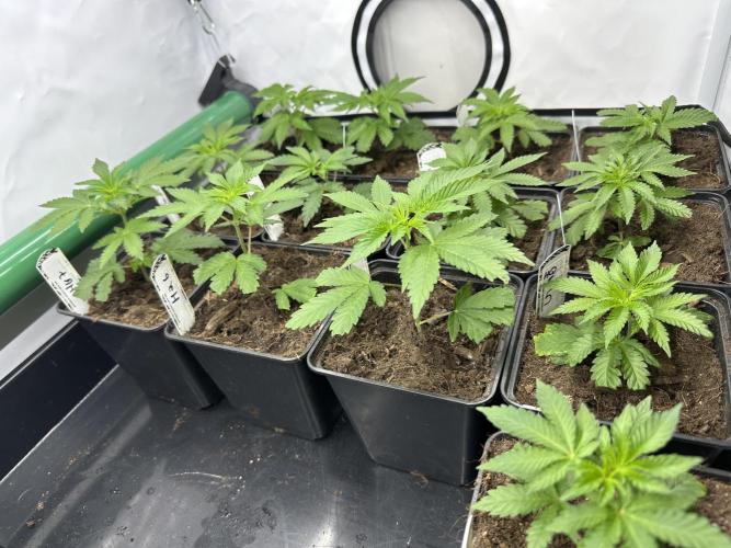 Henni Qolada Keeper Hunt LS Run #1. Week 2 - VEG DAY 8