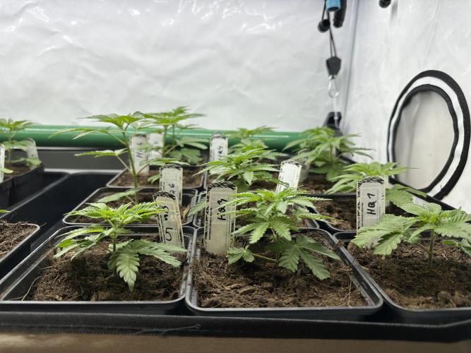 Henni Qolada Keeper Hunt LS Run #1. Week 2 - VEG DAY 8