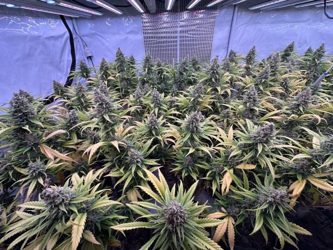 Amnesia CloneOnly LS DryAmend Run #1. Week 14 - FLO DAY 57
