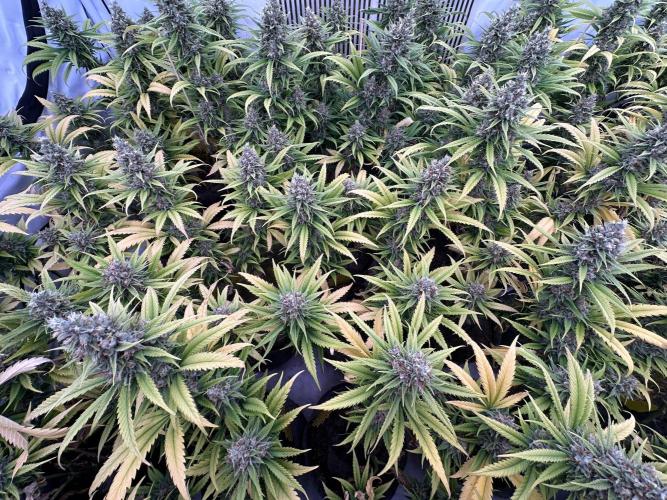 Amnesia CloneOnly LS DryAmend Run #1. Week 14 - FLO DAY 57