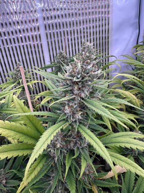 Amnesia CloneOnly LS DryAmend Run #1. Week 14 - FLO DAY 57
