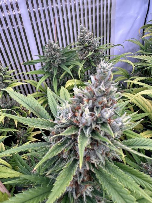 Amnesia CloneOnly LS DryAmend Run #1. Week 14 - FLO DAY 57