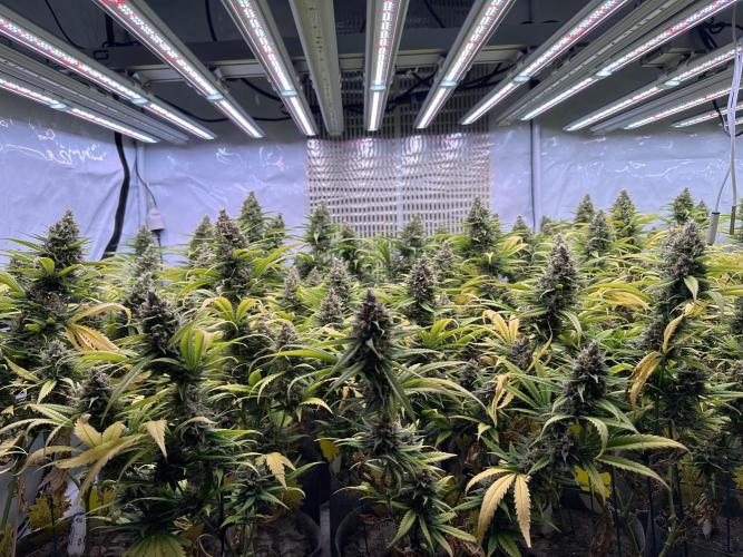 Amnesia CloneOnly LS DryAmend Run #1. Week 14 - FLO DAY 57