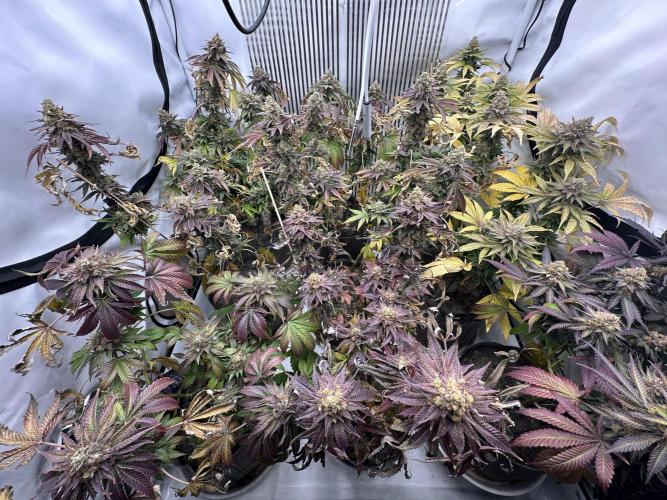 Blue Honey Keeper Hunt LS Run #1. Week 13 - FLO DAY 57