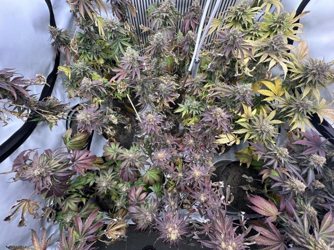 Blue Honey Keeper Hunt LS Run #1. Week 13 - FLO DAY 57