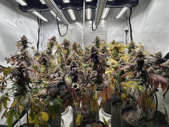 Blue Honey Keeper Hunt LS Run #1. Week 13 - FLO DAY 57