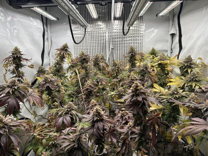 Blue Honey Keeper Hunt LS Run #1. Week 13 - FLO DAY 57