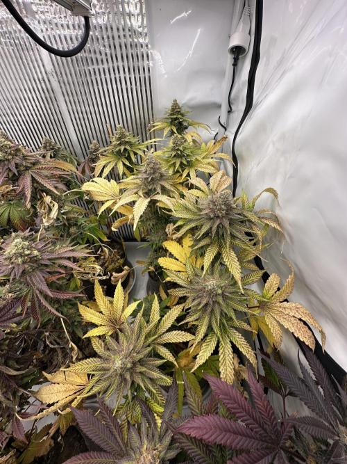 Blue Honey Keeper Hunt LS Run #1. Week 13 - FLO DAY 57 BH2