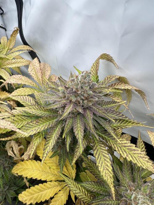 Blue Honey Keeper Hunt LS Run #1. Week 13 - FLO DAY 57 BH2
