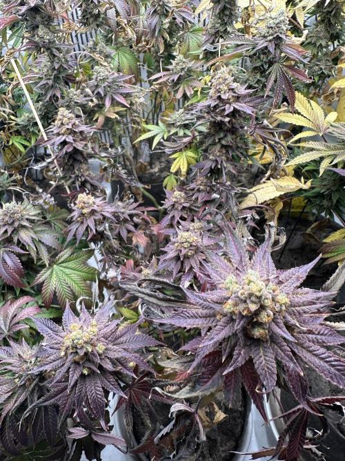 Blue Honey Keeper Hunt LS Run #1. Week 13 - FLO DAY 57 BH1
