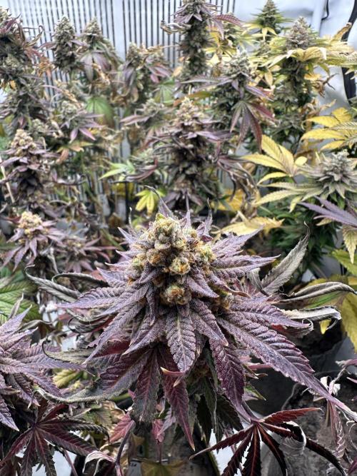 Blue Honey Keeper Hunt LS Run #1. Week 13 - FLO DAY 57 BH1