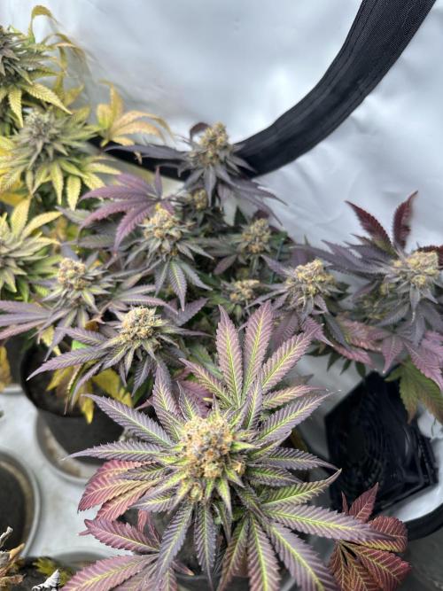 Blue Honey Keeper Hunt LS Run #1. Week 13 - FLO DAY 57 BH4