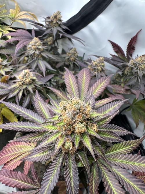 Blue Honey Keeper Hunt LS Run #1. Week 13 - FLO DAY 57 BH4
