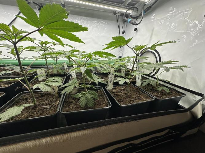 Henni Qolada Keeper Hunt LS Run #1. Week 3 - VEG DAY 15