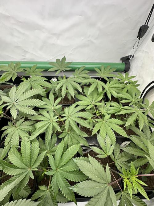 Henni Qolada Keeper Hunt LS Run #1. Week 3 - VEG DAY 15