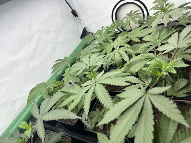 Henni Qolada Keeper Hunt LS Run #1. Week 3 - VEG DAY 15