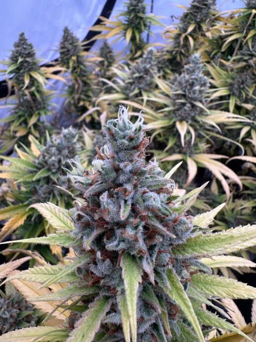 Amnesia CloneOnly LS DryAmend Run #1. Week 15