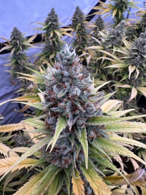 Amnesia CloneOnly LS DryAmend Run #1. Week 15