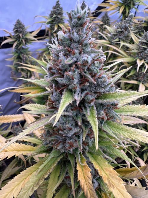 Amnesia CloneOnly LS DryAmend Run #1. Week 15