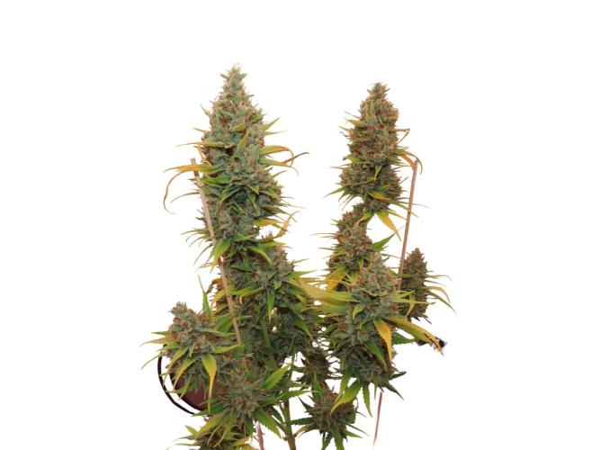 Amnesia CloneOnly LS DryAmend Run #1. Week 15