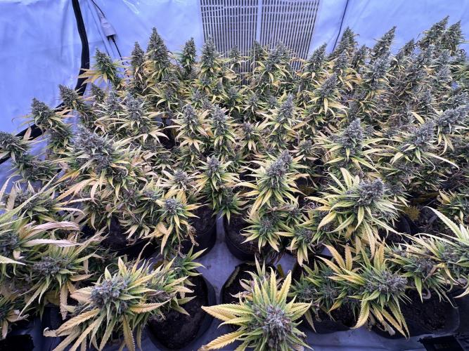 Amnesia CloneOnly LS DryAmend Run #1. Week 15