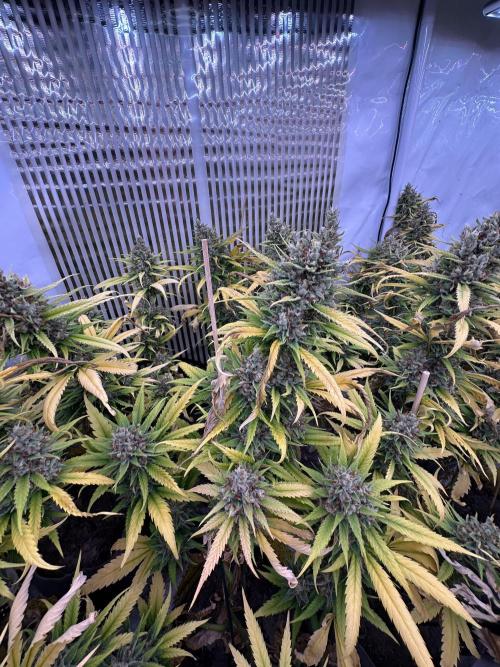 Amnesia CloneOnly LS DryAmend Run #1. Week 15