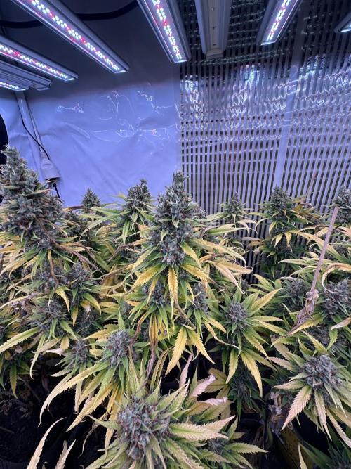 Amnesia CloneOnly LS DryAmend Run #1. Week 15