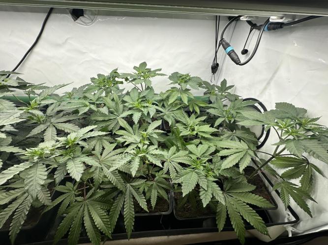 Henni Qolada Keeper Hunt LS Run #1. Week 4 - VEG Day 22