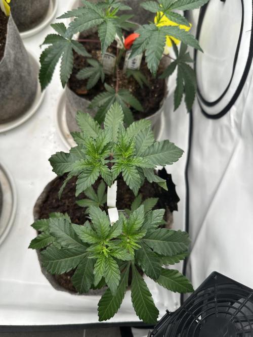 Henni Qolada Keeper Hunt LS Run #1. Week 5 - Veg Day 29 HQ7
