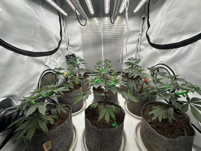 Henni Qolada Keeper Hunt LS Run #1. Week 5 - Veg Day 29